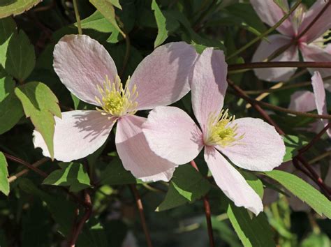 clematis montana elizabeth