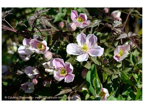 The Magnificent Clematis Montana Giant Star