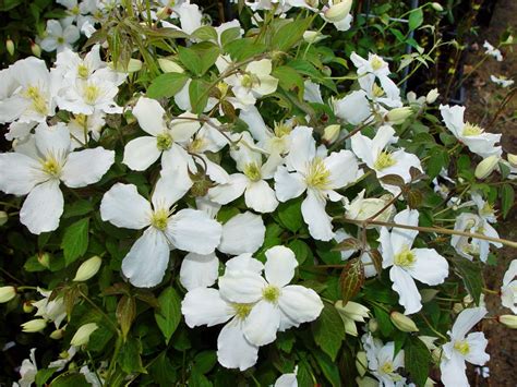 clematis montana grandiflora