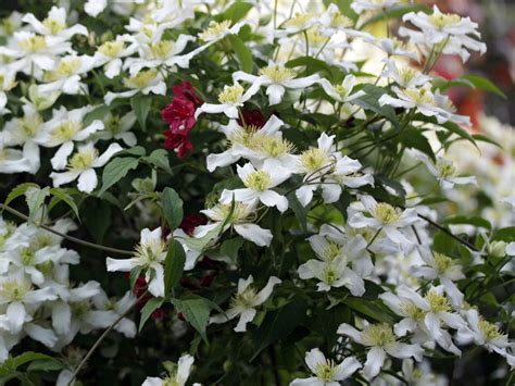 clematis montana superba