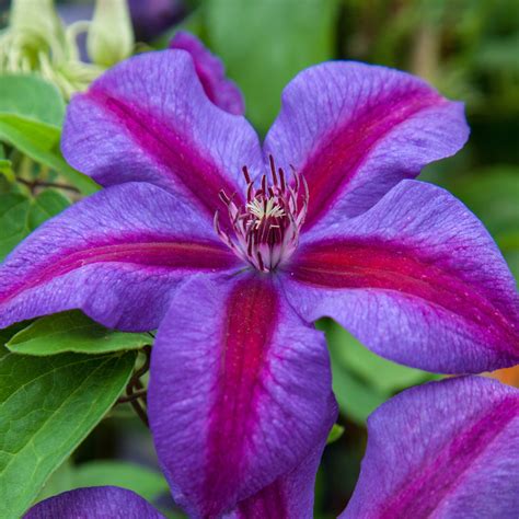 clematis mrs n thompson