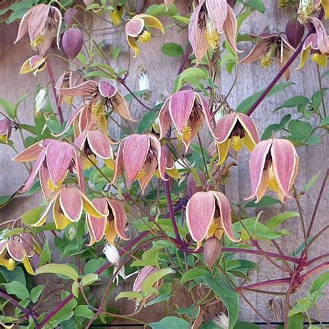 clematis my angel