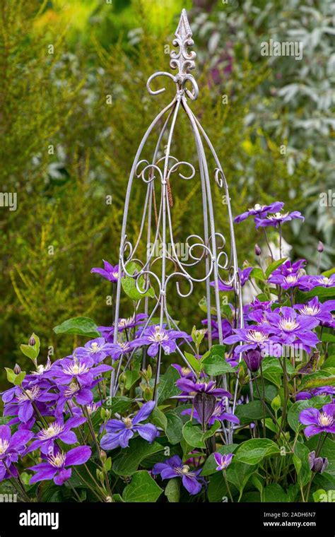 clematis obelisk