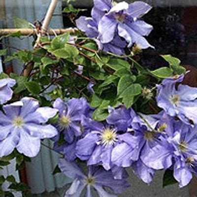 clematis our jean