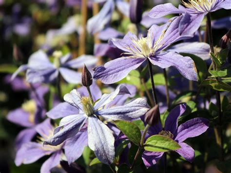 clematis ovation