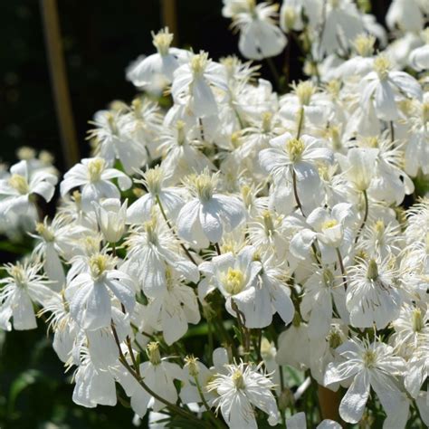 clematis pamela