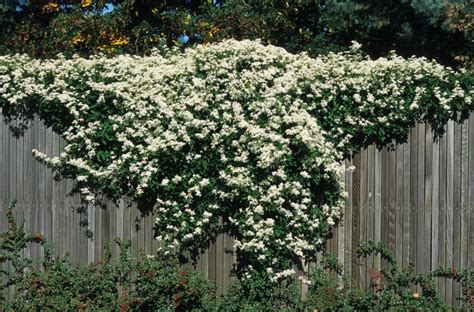 clematis paniculata sweet autumn