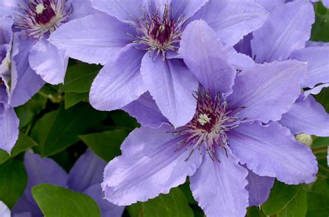 clematis parisienne