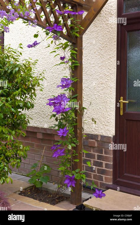 clematis pergola