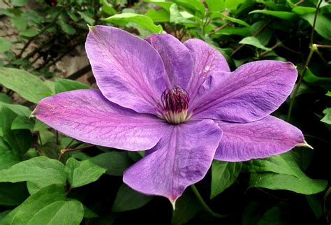 clematis poisonous