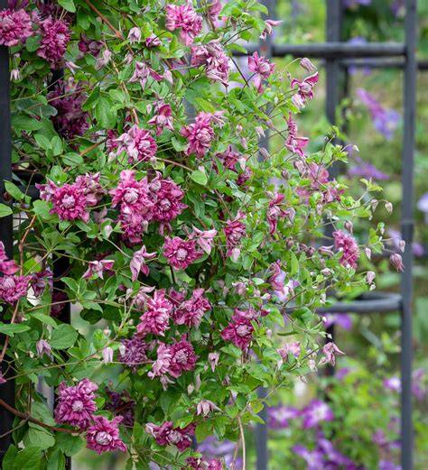 clematis purpurea elegans