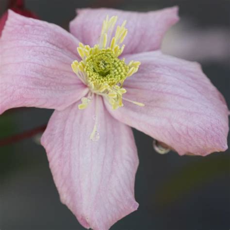 clematis queen elizabeth