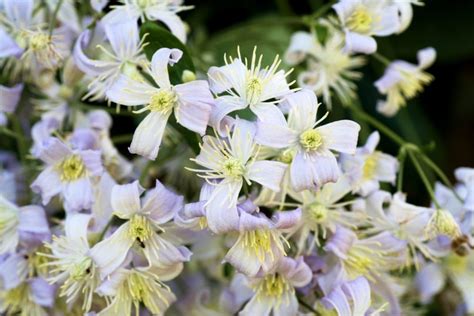 clematis robert brydon