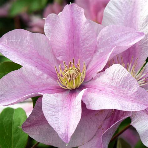 clematis sally