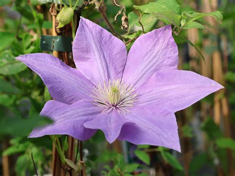 clematis scented clem