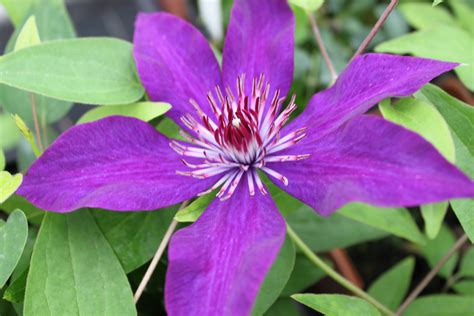 clematis shrub