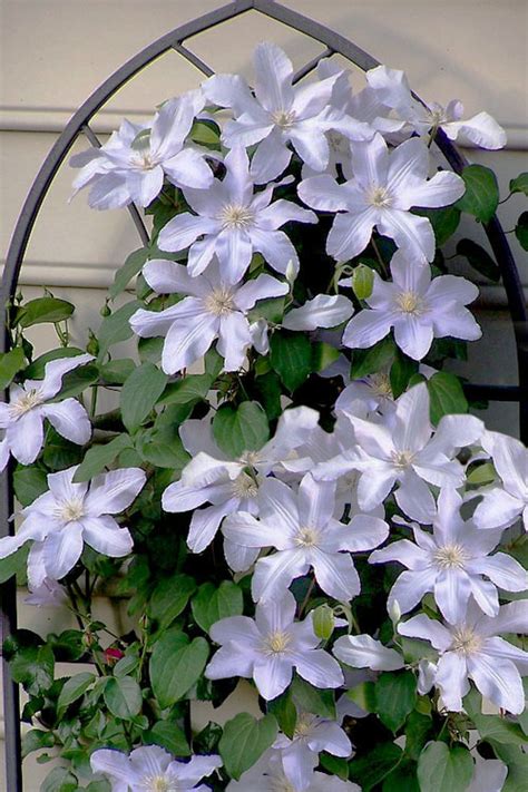 clematis silver moon