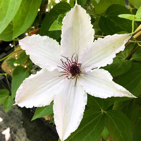 clematis snow