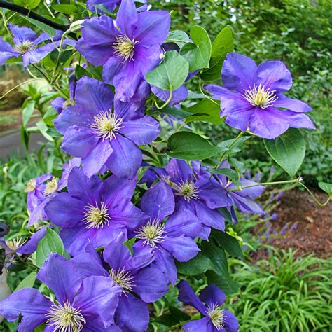 clematis that blooms all summer