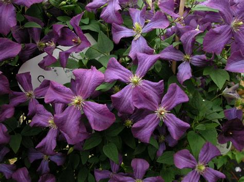 The Beauty and Benefits of Clematis Viticella