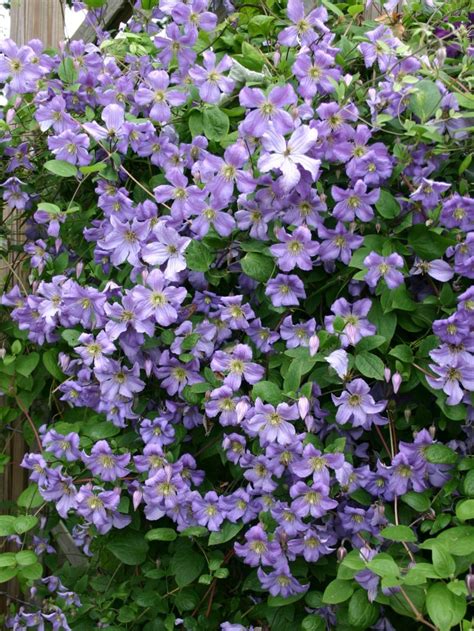 clematis viticella prince charles