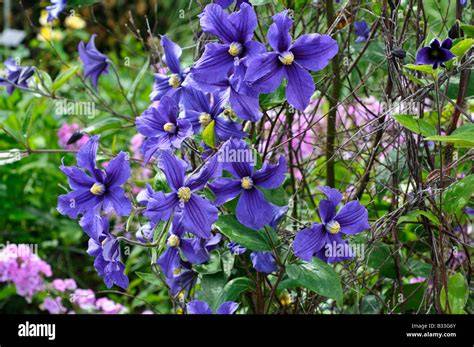 clematis x durandii