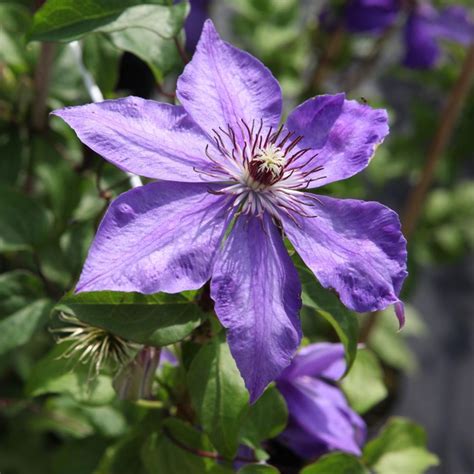 clematis xerxes