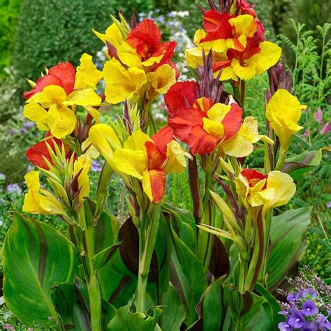 cleopatra canna lily