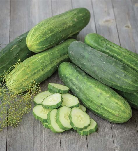 climbing cucumber varieties