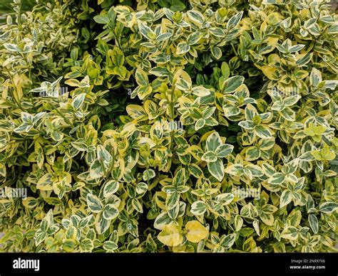 climbing euonymus