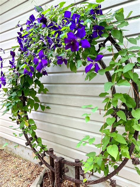 climbing flowers clematis