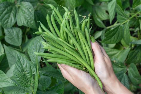 The Climbing French Bean Cobra: A Unique Vegetable Variety