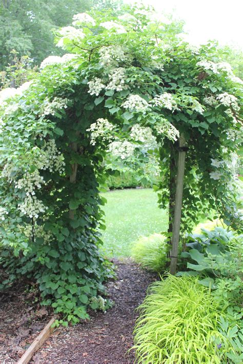 climbing hydrangea