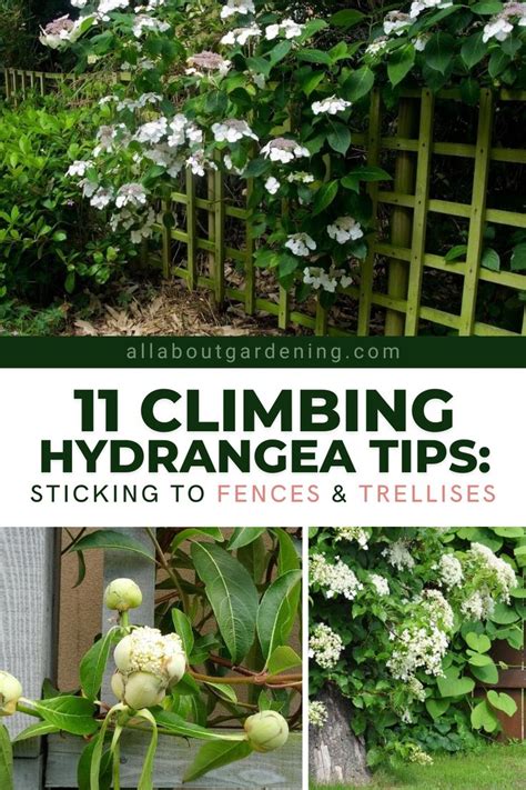 climbing hydrangea trellis