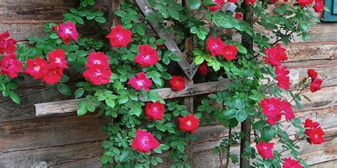 climbing knockout roses