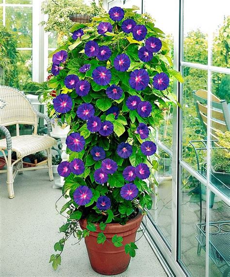 climbing plants for containers