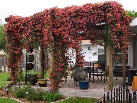The Best Climbing Plants for Your Pergola