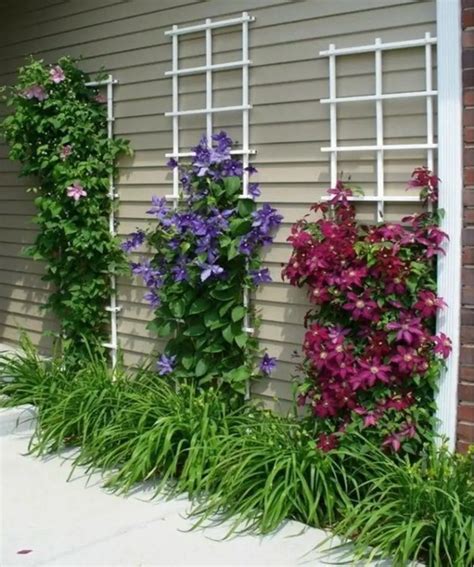 climbing plants for trellis in shade