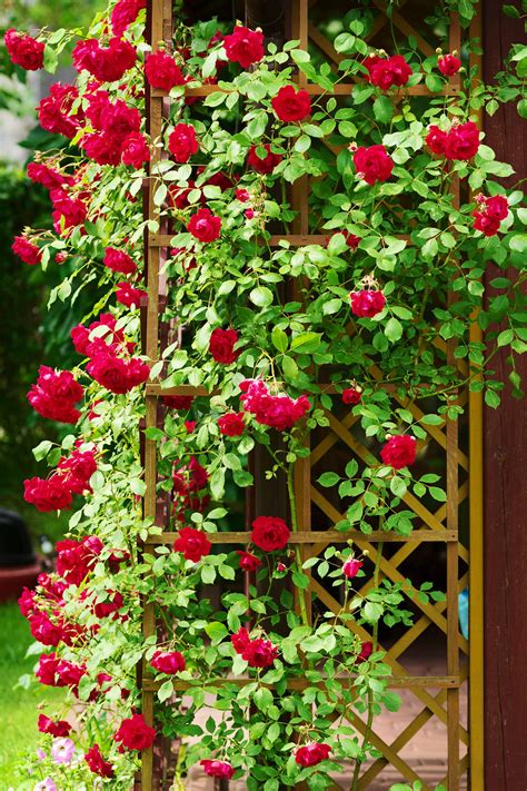 climbing plants with flowers