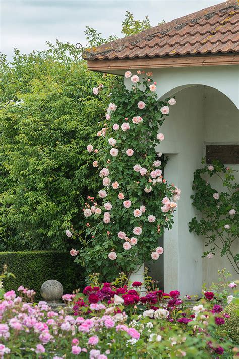 climbing rose front of house