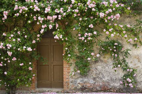 climbing rose plant