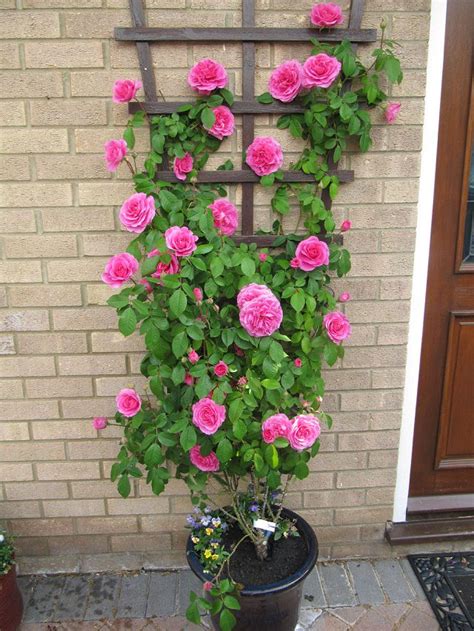 climbing roses in pots