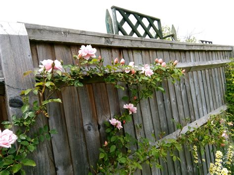 climbing roses on fence