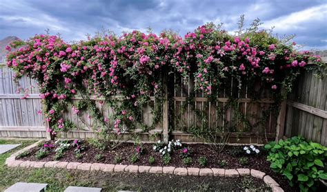 climbing roses on fence