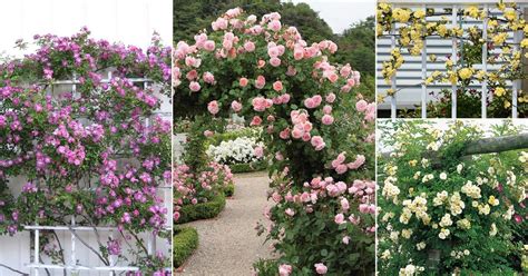 climbing roses without thorns