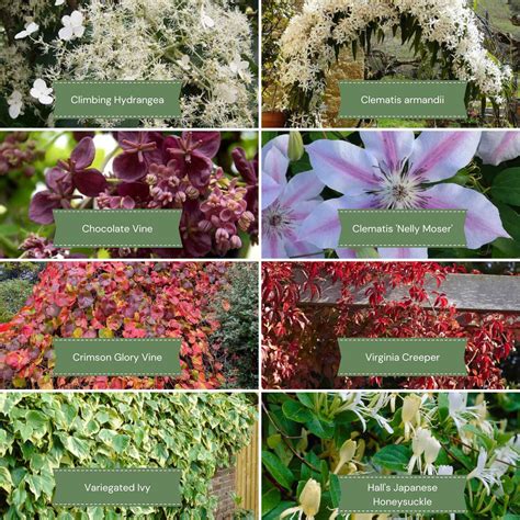 The Best Climbing Shrubs to Grow in Shady Areas