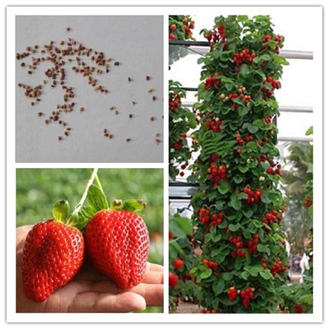 climbing strawberry seeds