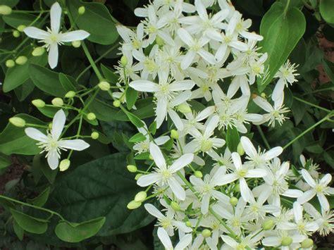 climbing vine with white flowers