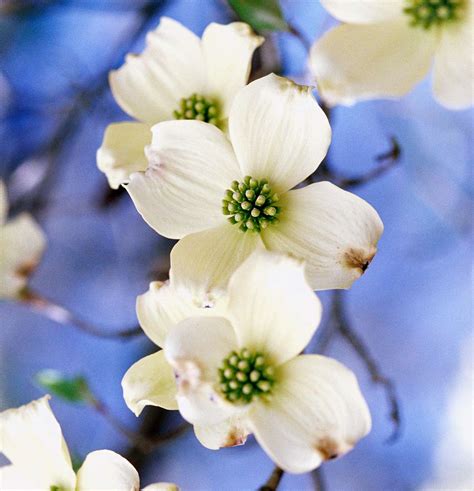 cloud nine dogwood