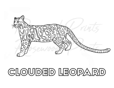 clouded leopard coloring page